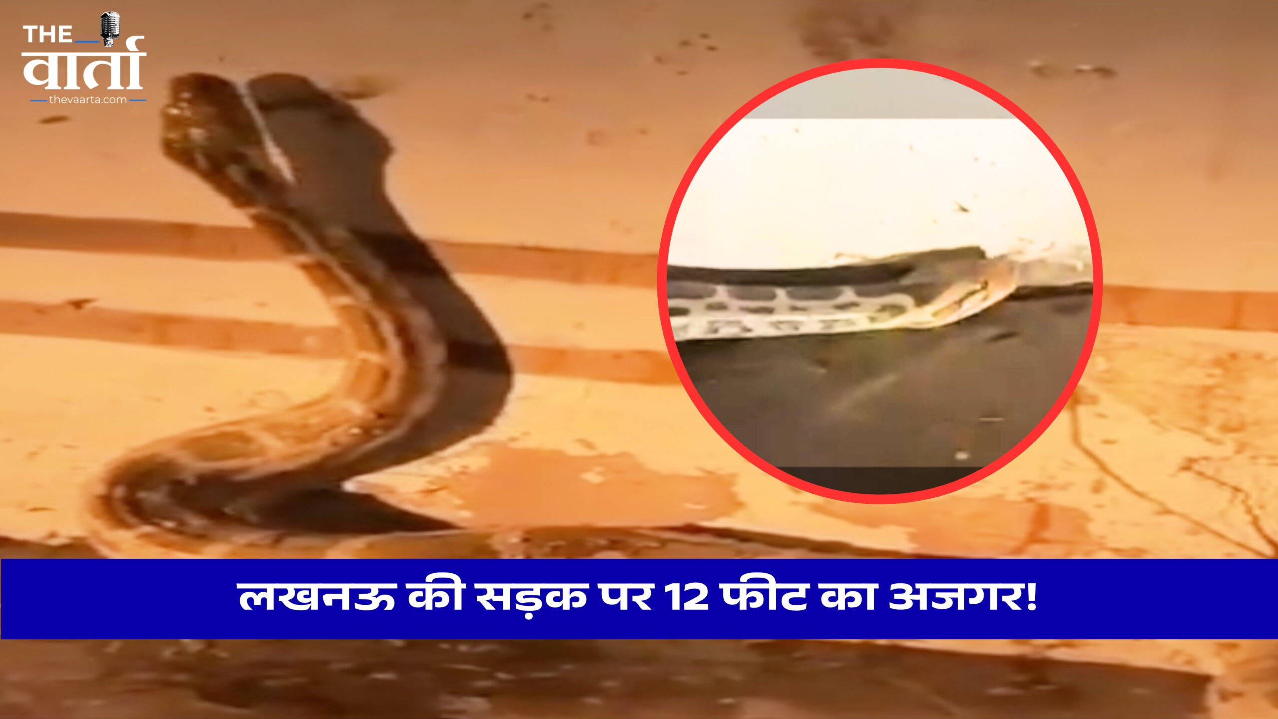 लखनऊ की सड़क पर 12 फीट का अजगर!…